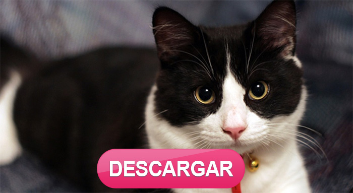 Descarga la foto del gato y gana 78 USD